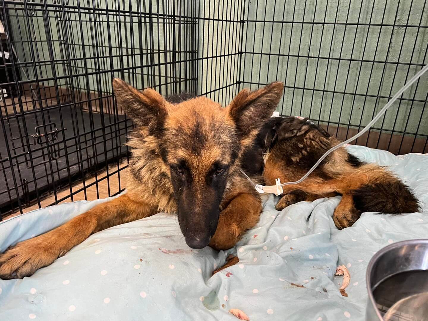 Skeletal shepherd rescued from shelter moments before being put down