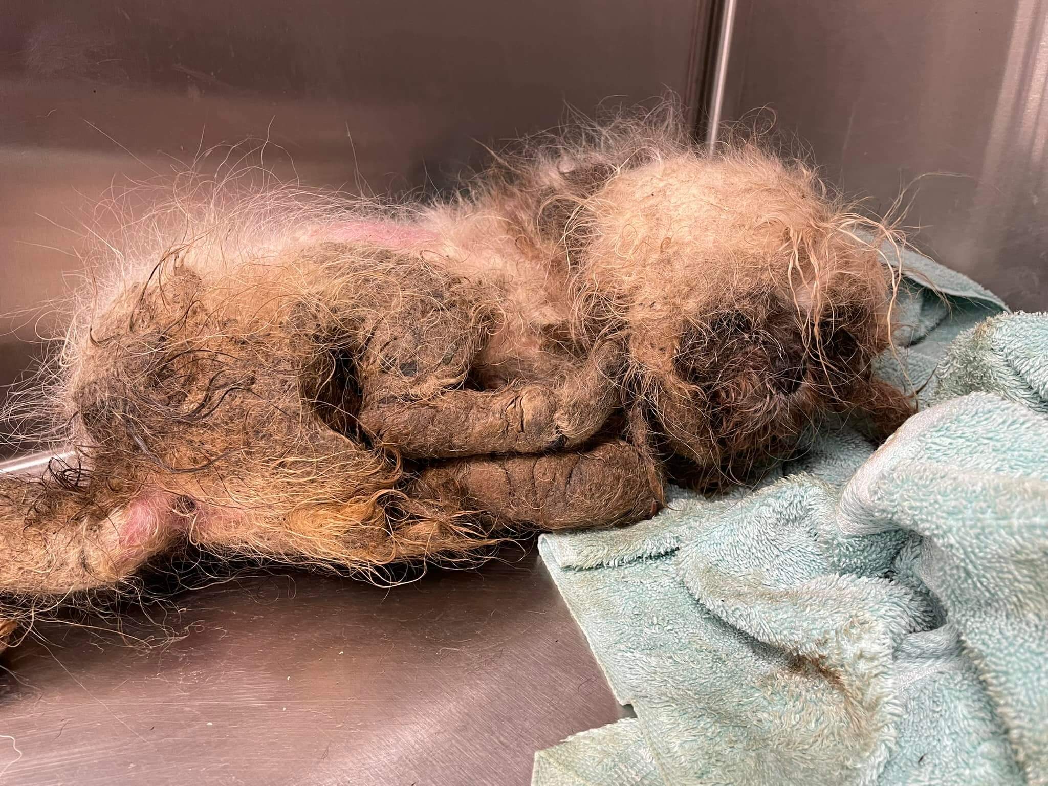 Horribly neglected dog recovering after being thrown over shelter fence