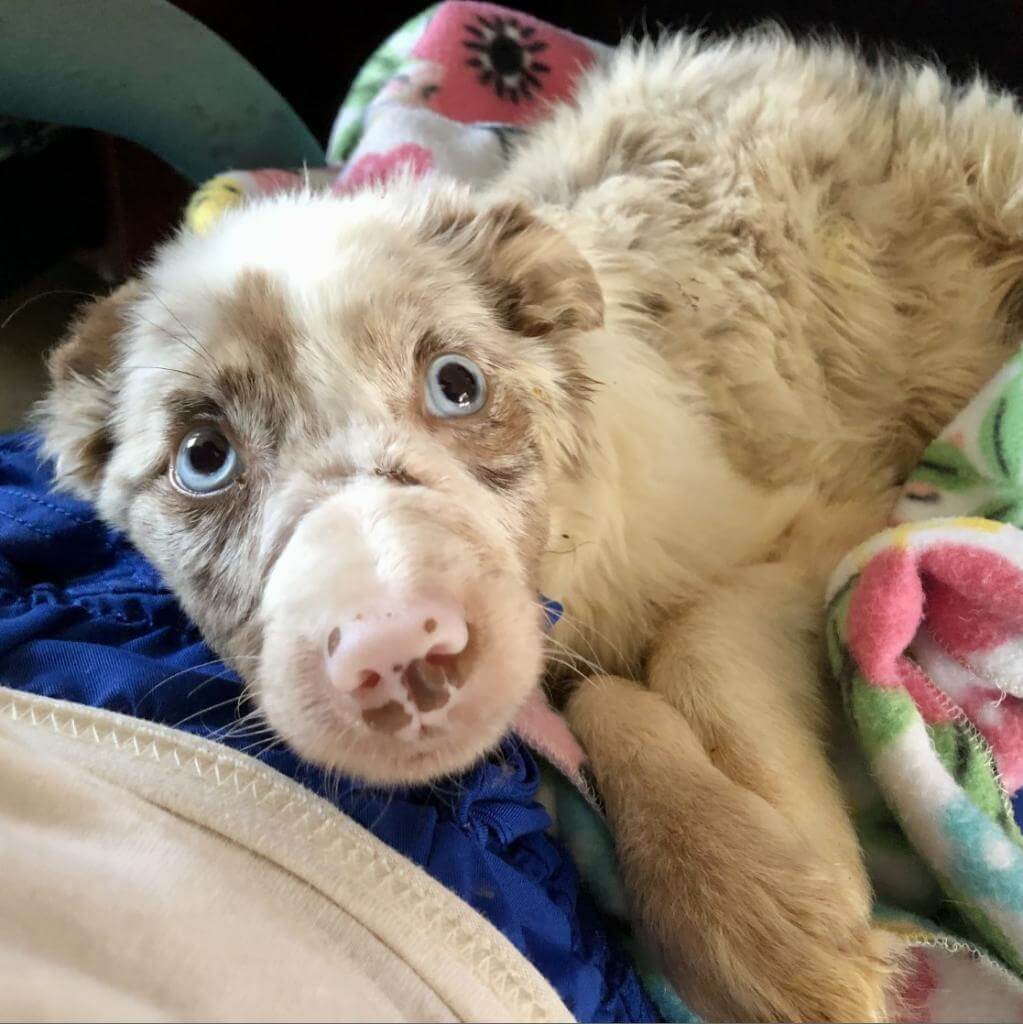 Puppy recovering after being found outside in the heat, with mouth taped shut