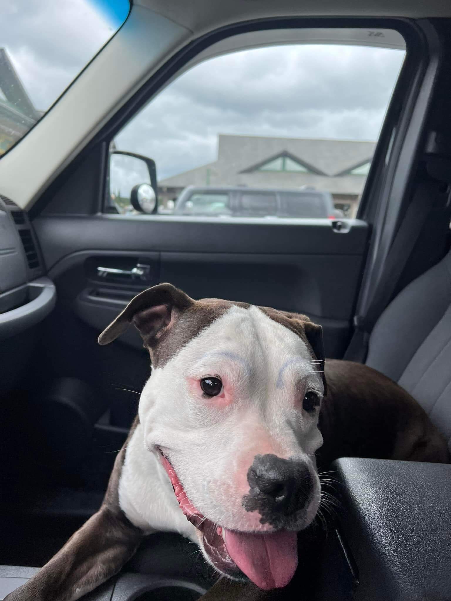 Dog with eyebrows drawn on face taken to shelter after being found in road