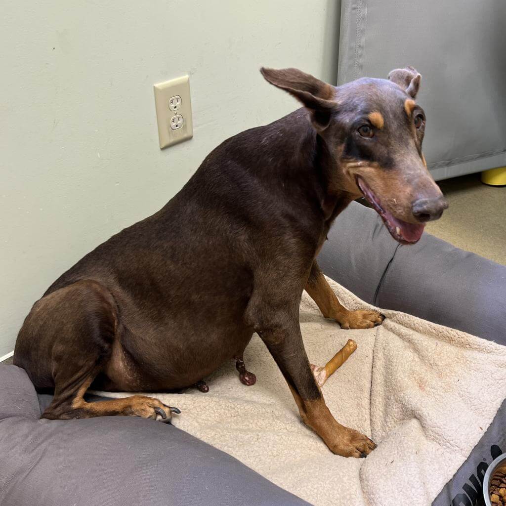 Discarded like trash, former breeding dog has little time left