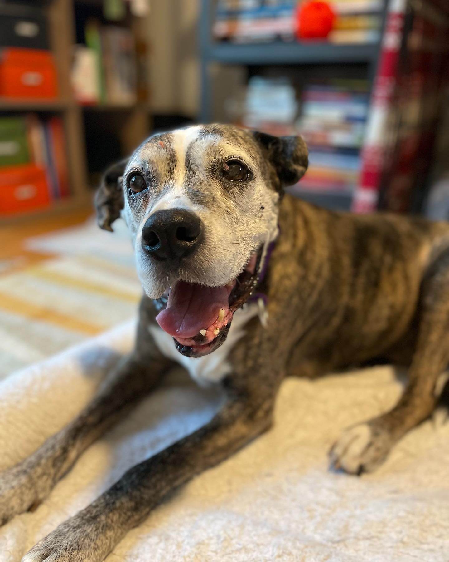 Rescue seeks hospice home for ‘sweet grandma’ dog to fulfill bucket list in