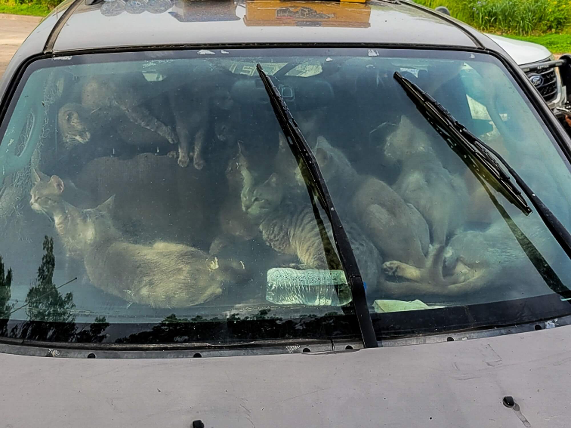 47 cats rescued from parked vehicle on ‘sweltering’ hot day