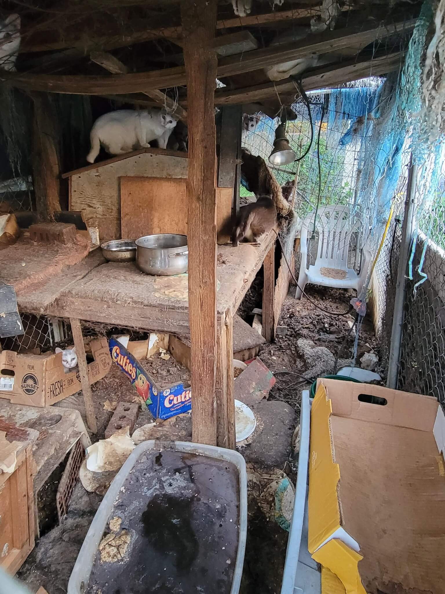 Cats rescued from outdoor structure after owner died – several died before help arrived