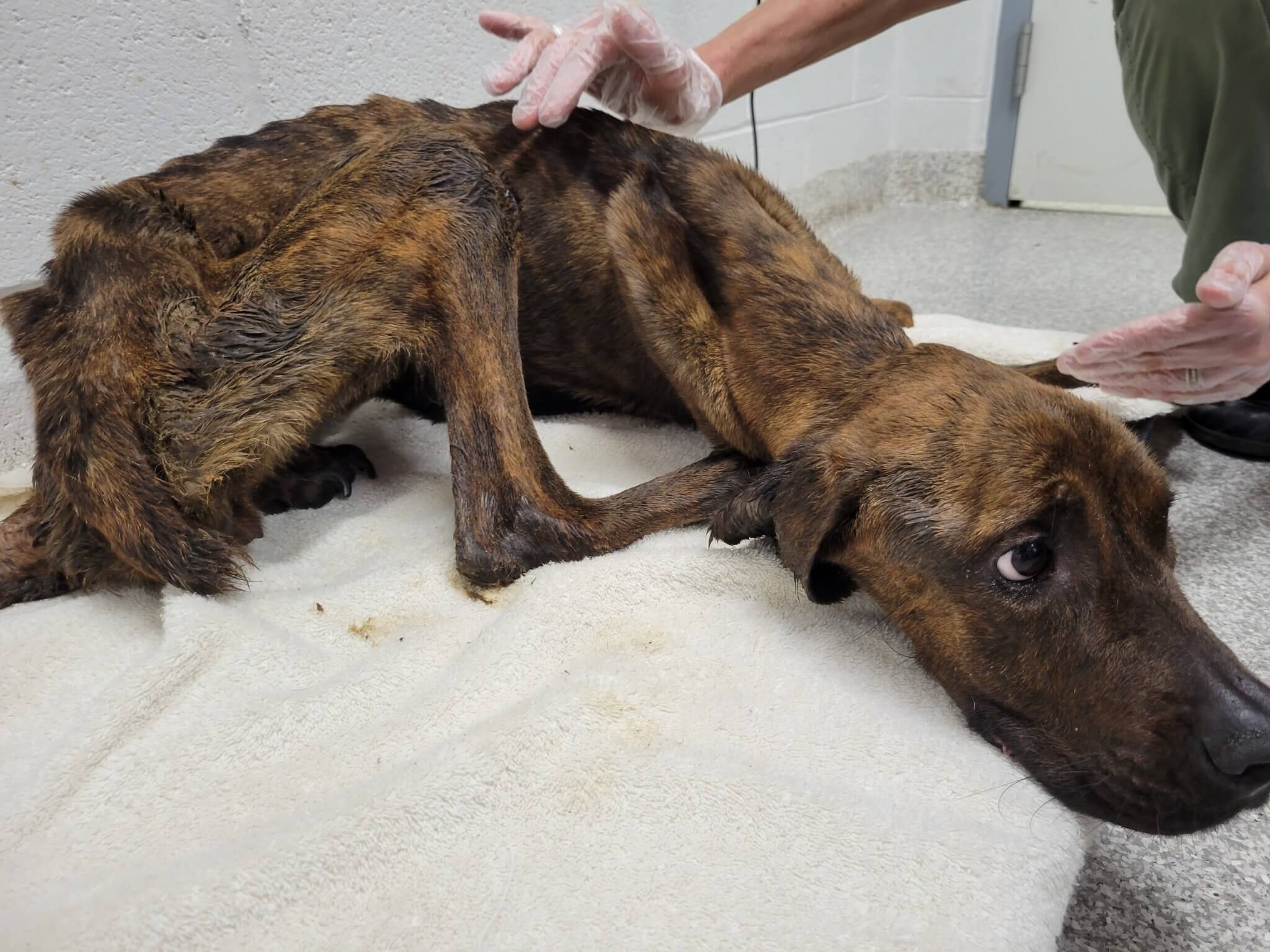 Dog skeletal after being abandoned in vacant apartment