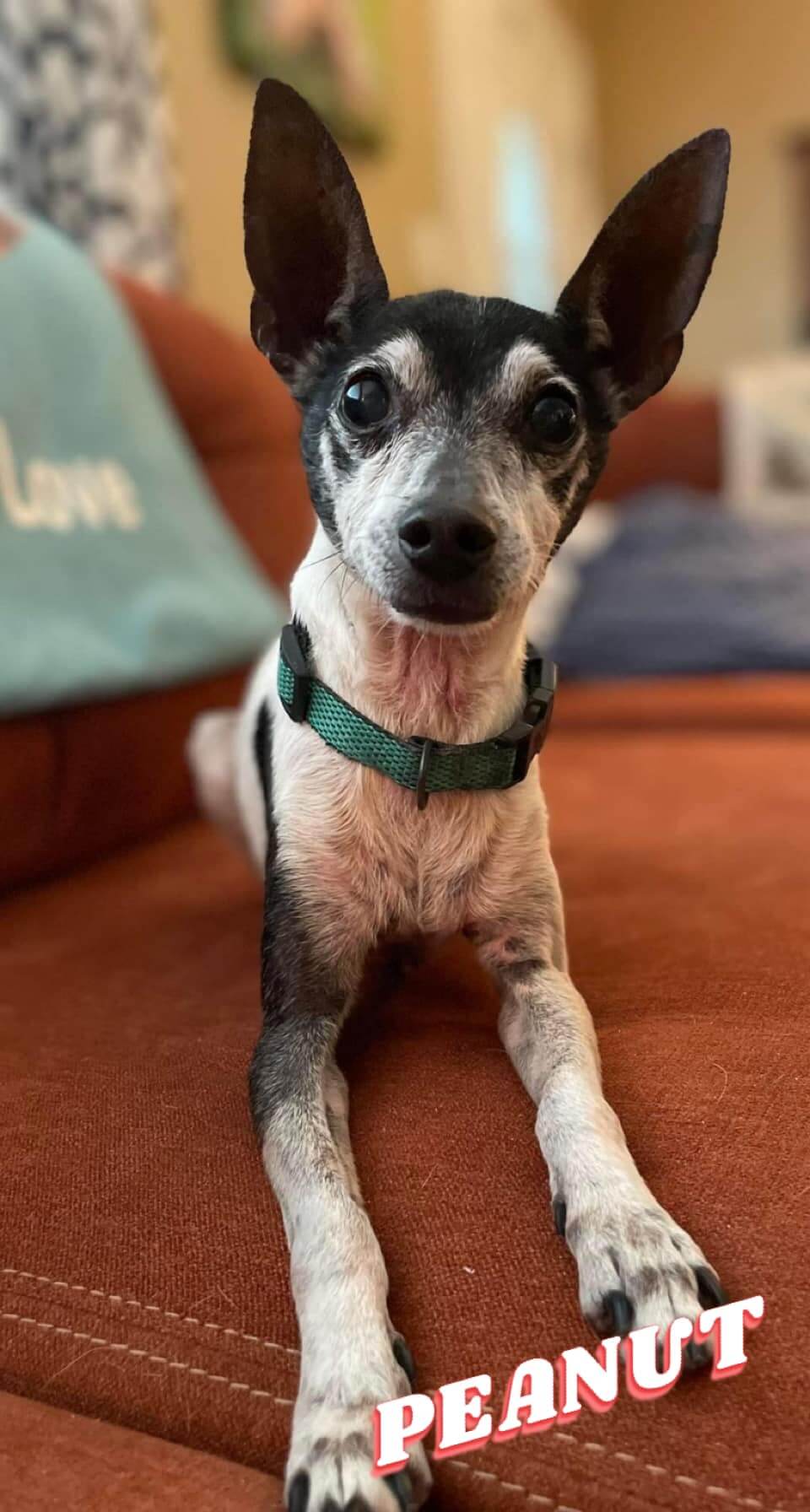 ‘Cutest little guy’ surrendered at 14 years of age