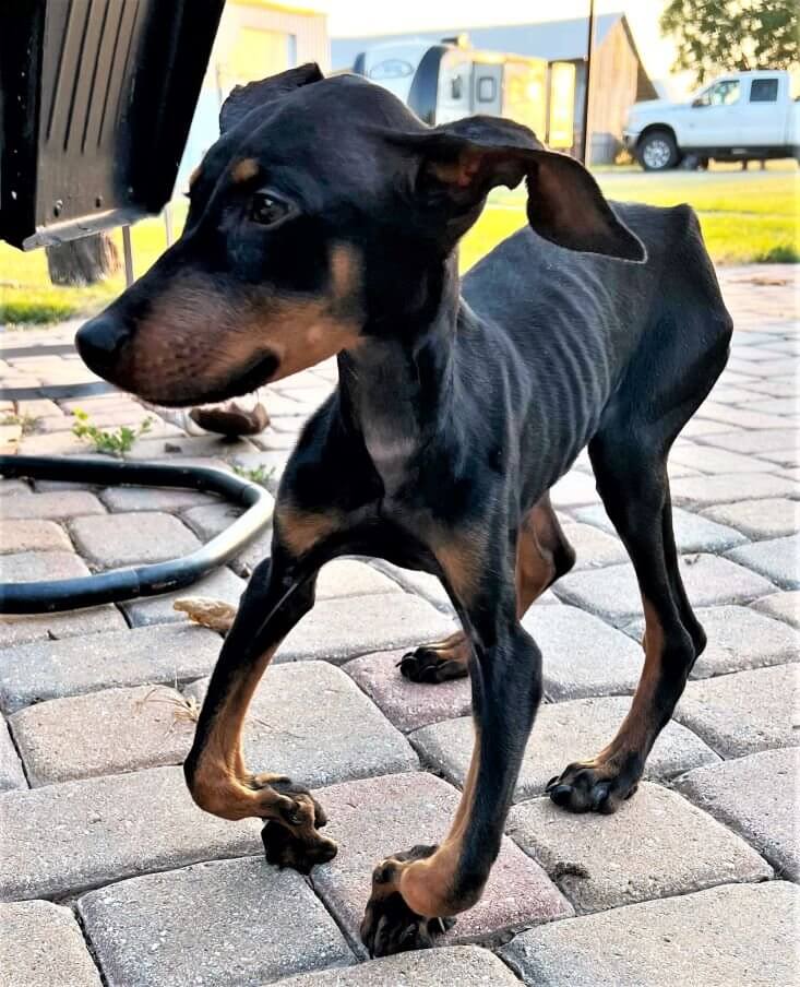 Horribly neglected pup, found tied up and crying, gets second chance with rescuer