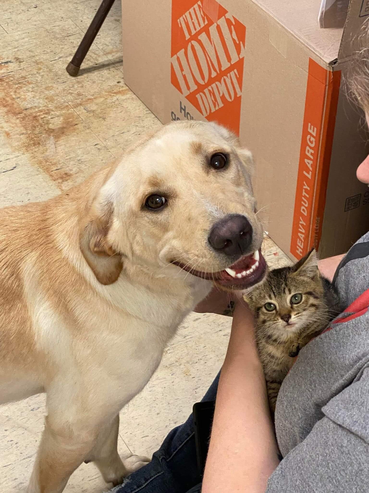 Shelter takes in sweet Labrador retriever who is bonded to her ’emotional support’ kitten