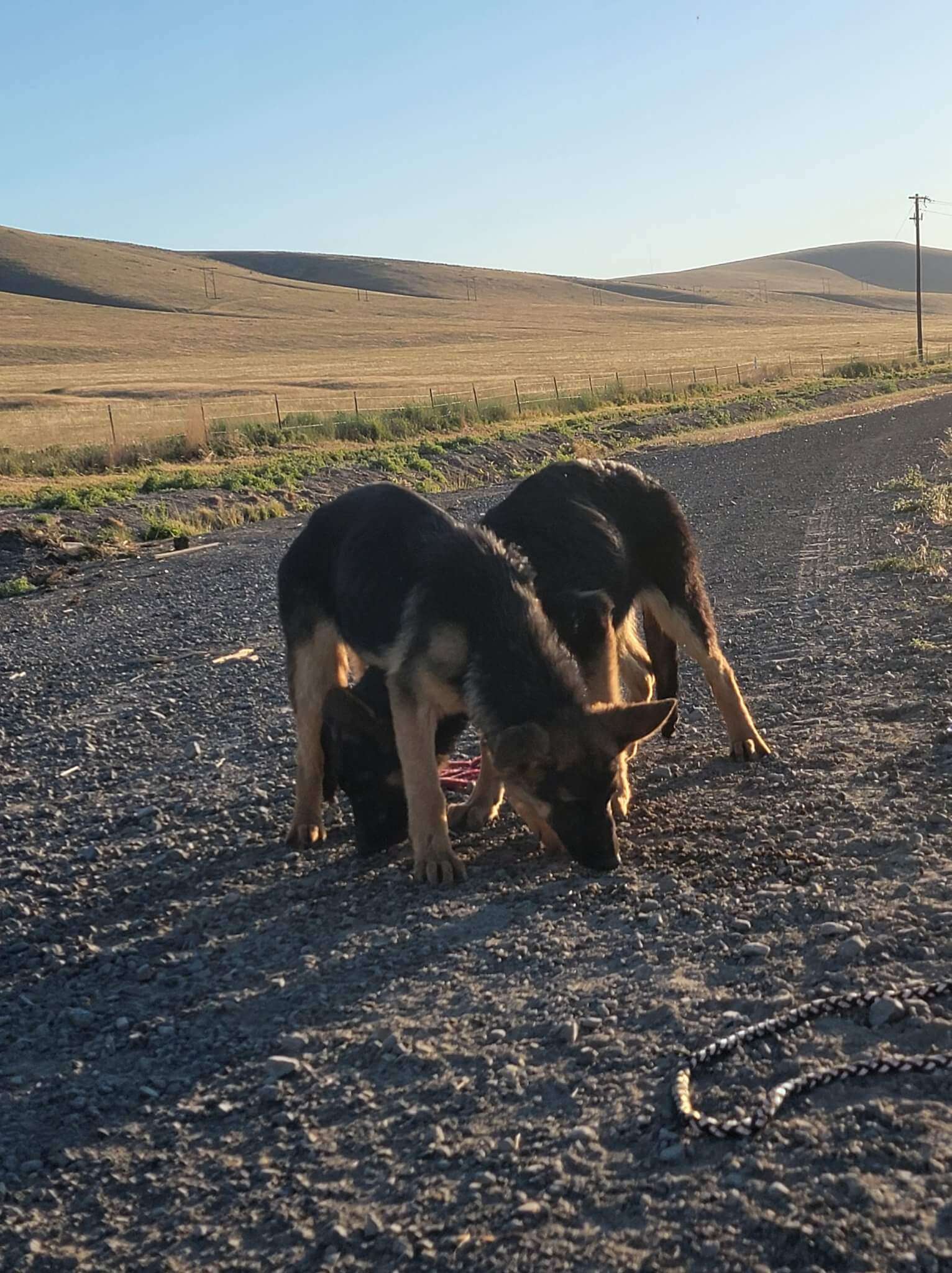Rescuers find five German shepherd puppies abandoned in rural area
