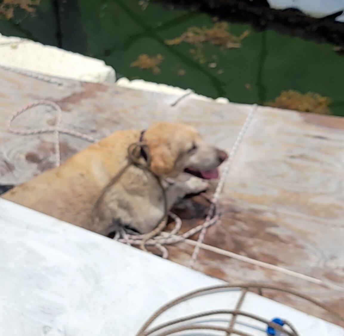 Law enforcement officers rescue exhausted dog from Florida canal