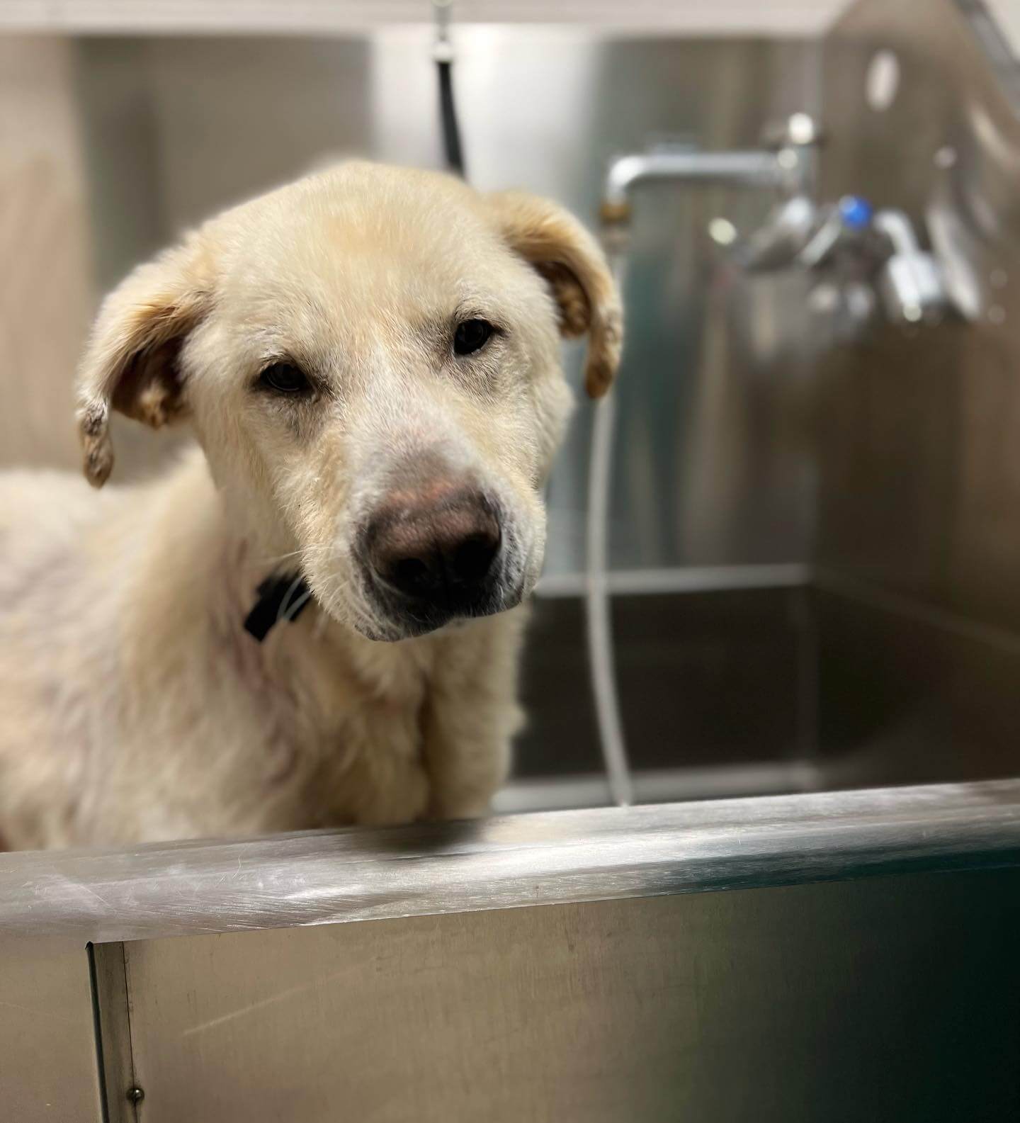 Dog so badly neglected he appeared to be a senior, but now things are looking up