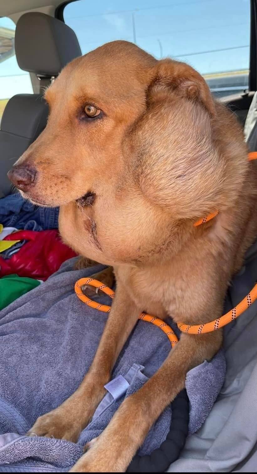 Sweet dog suffered with huge salivary tumor for 6 years