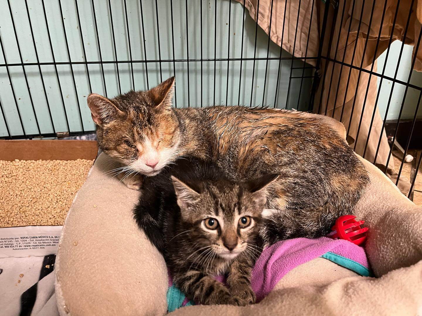 Blind cat and her kitten trapped – everyone amazed that mom survived