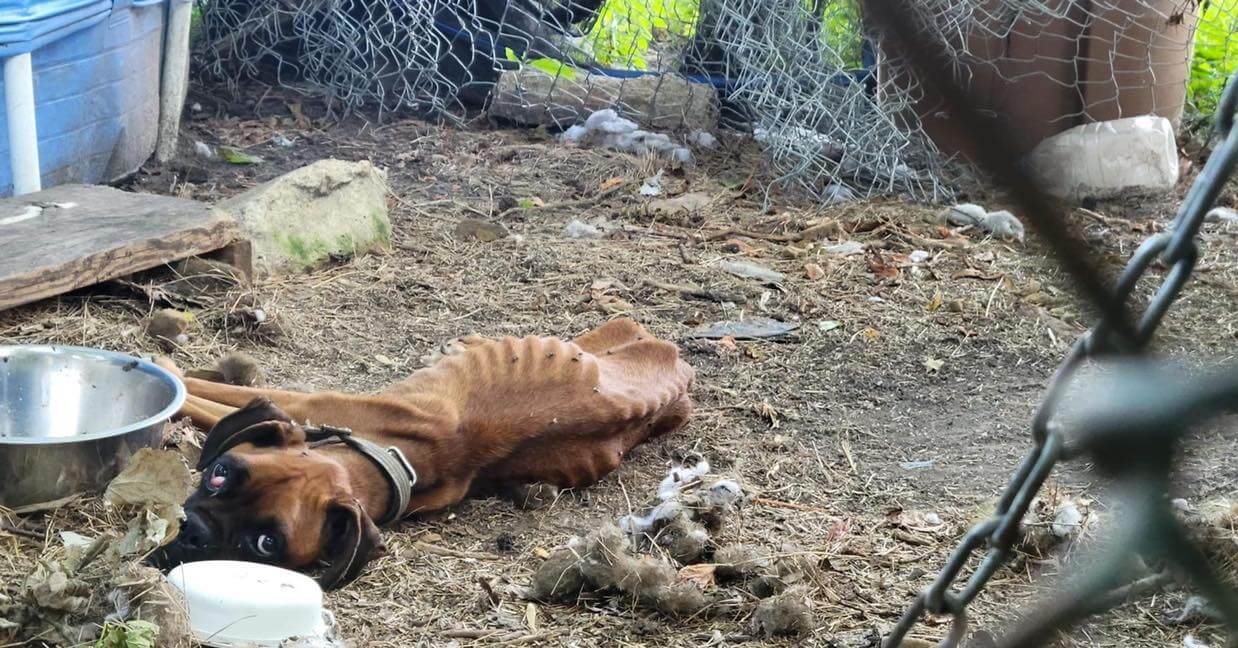 Terribly neglected and frail dog rescued from sad existence