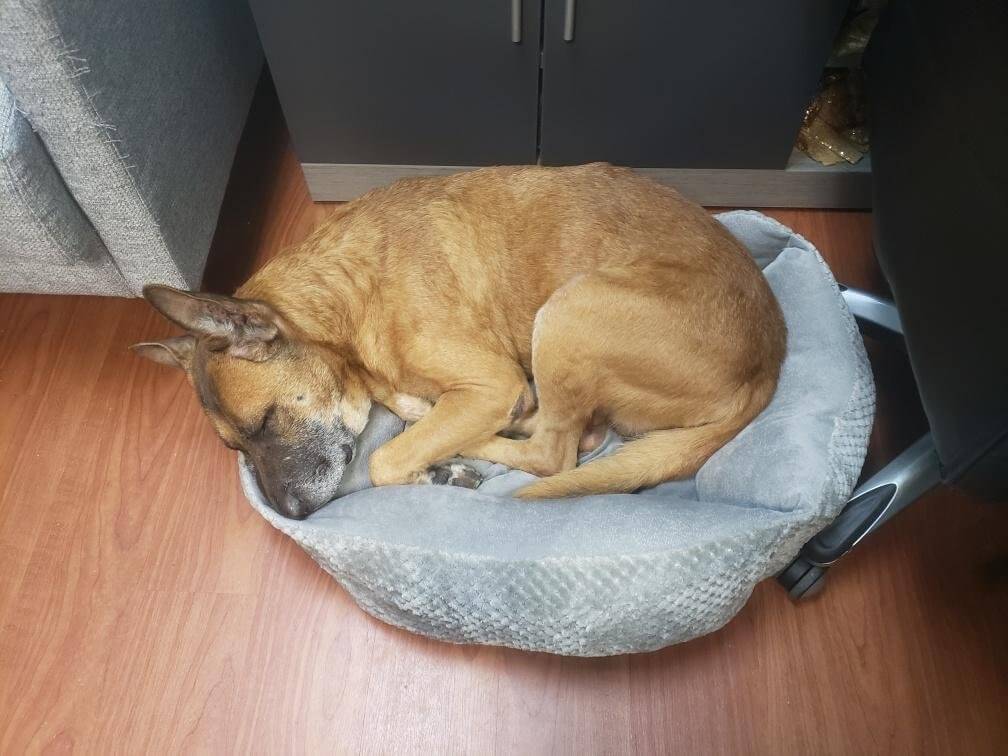 Senior shepherd, surrendered by owner, is shelter’s oldest resident