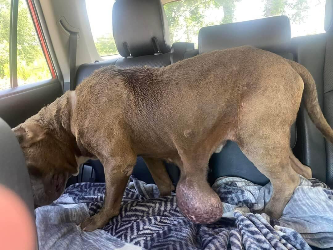 Rescue ‘at capacity’ but couldn’t say no to dog with huge tumor