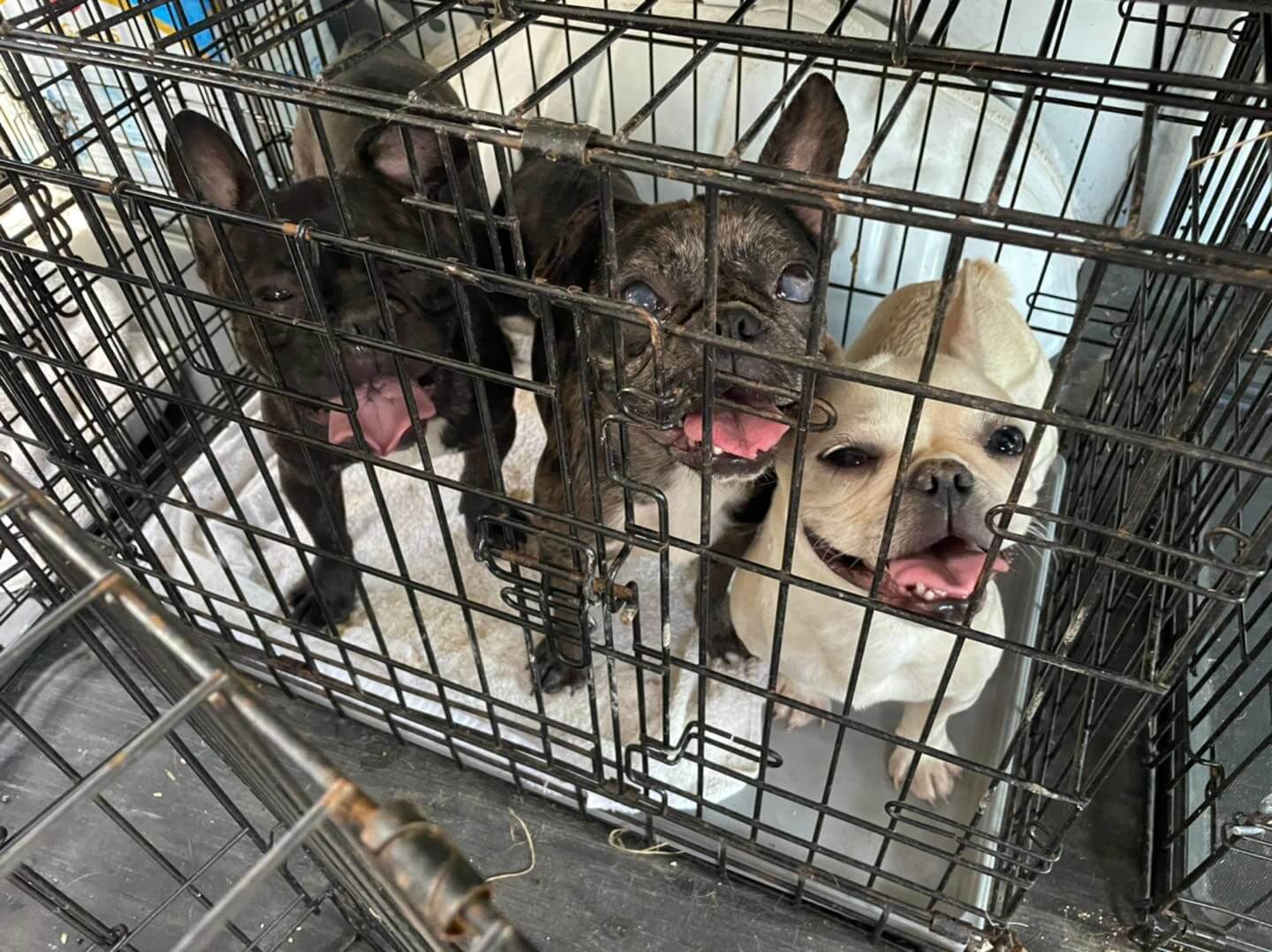 Nearly 2 dozen French bulldogs rescued from pitiful conditions