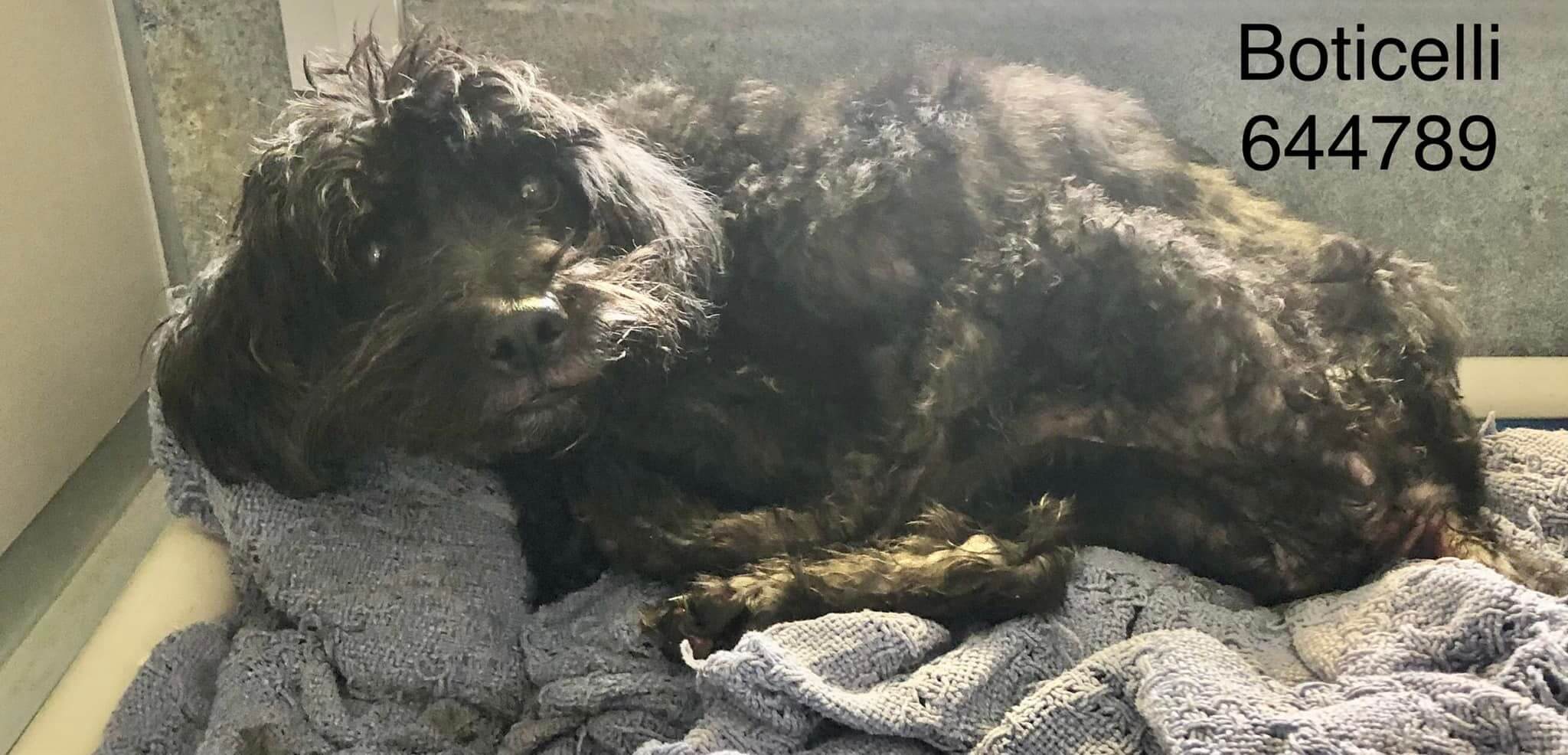 Senior Schnauzer on shelter’s list of dogs at risk of being euthanized