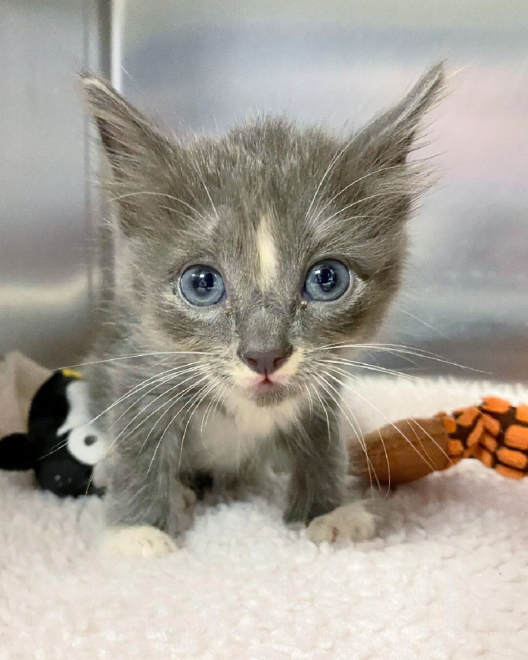 Three office workers save tiny kitten trapped in vacant building