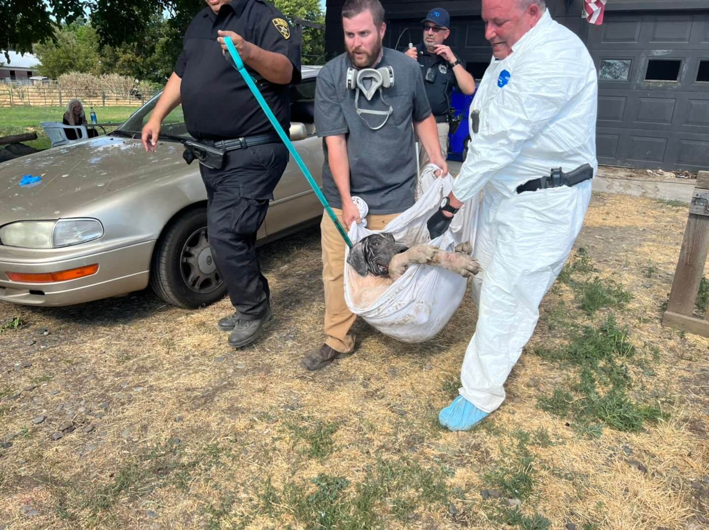 Over two dozen Great Danes removed from neglectful situation