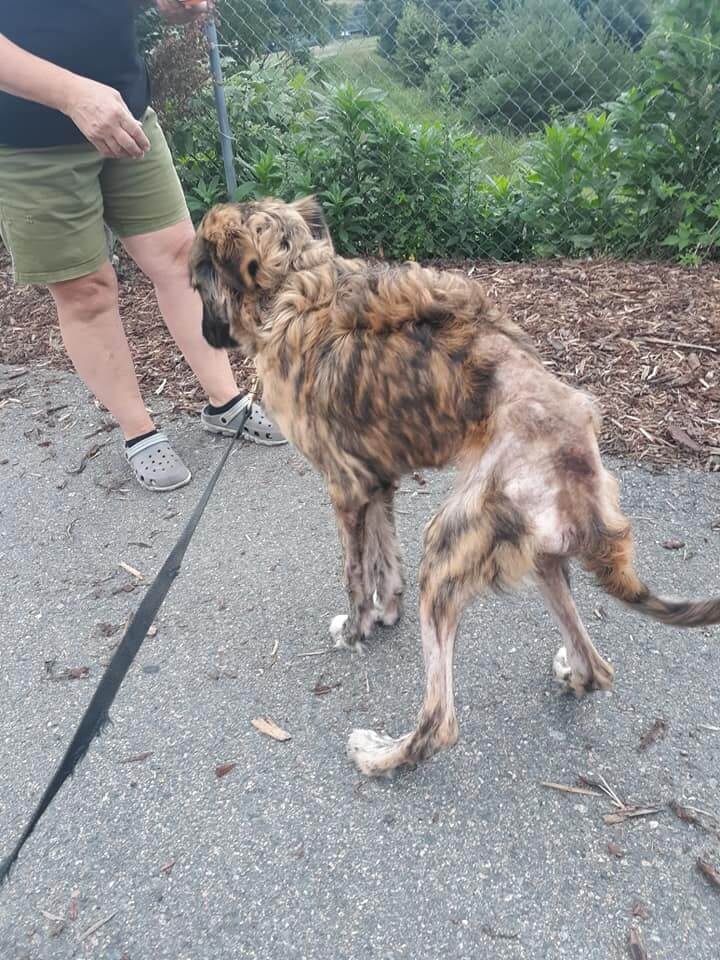 Dog found ‘days from dying’ gets his second chance