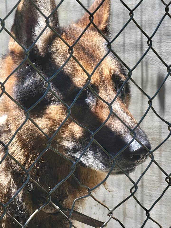 Shepherd’s owners dropped him at boarding nearly 2 yrs ago and never came back