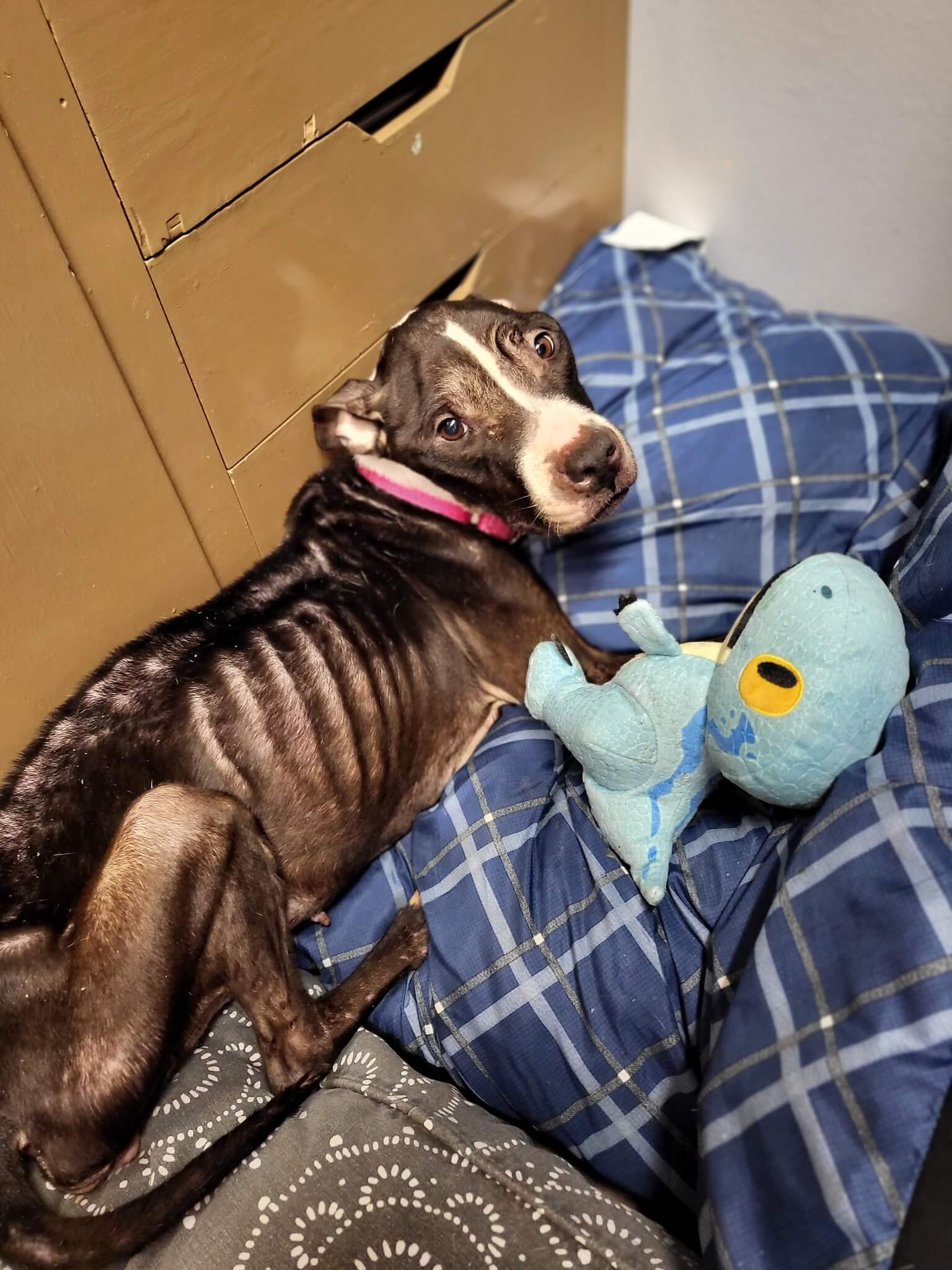 Badly neglected dog receiving emergency veterinary attention