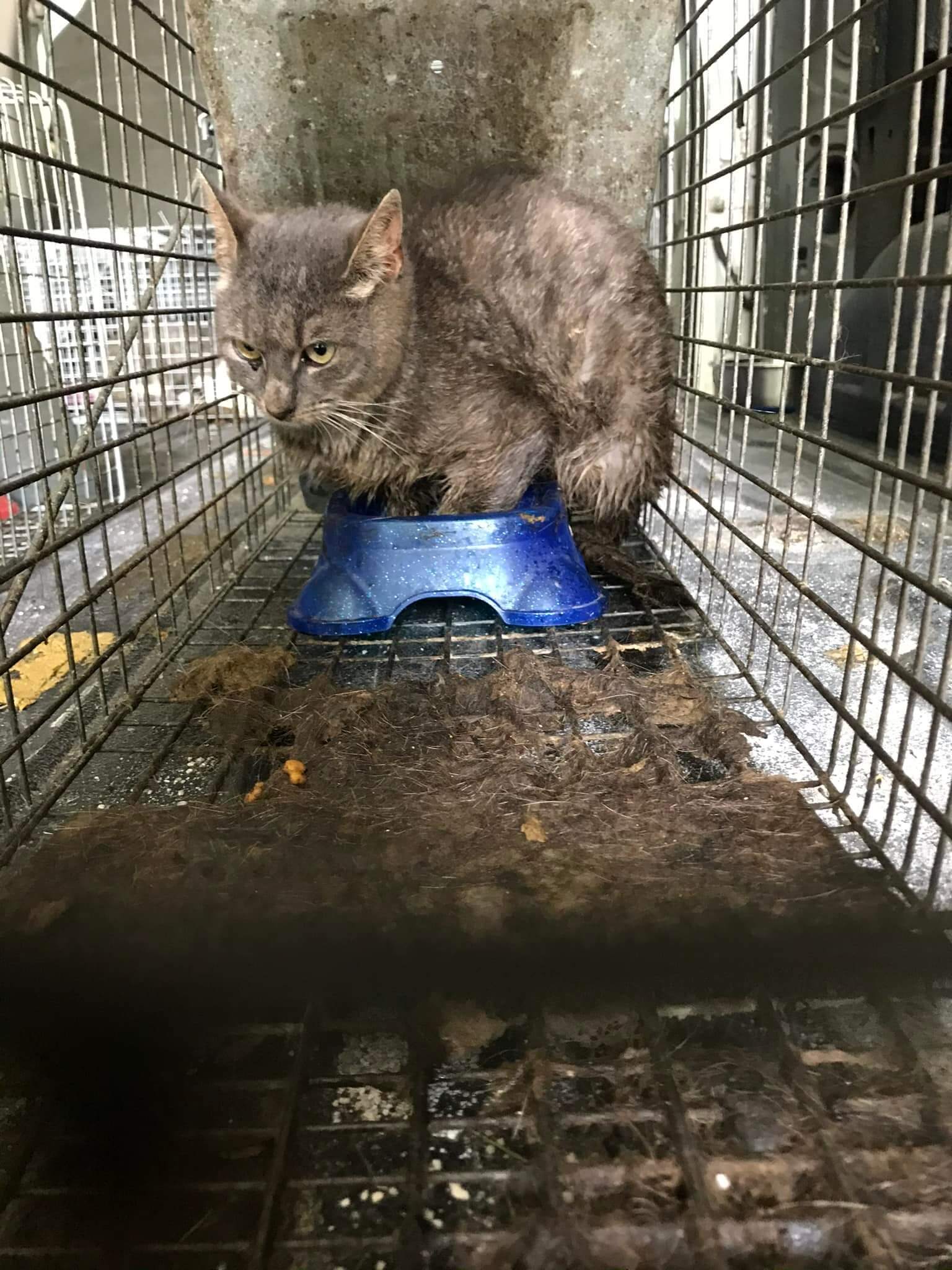 Dozens of cats rescued from horrific conditions at ‘rescue’