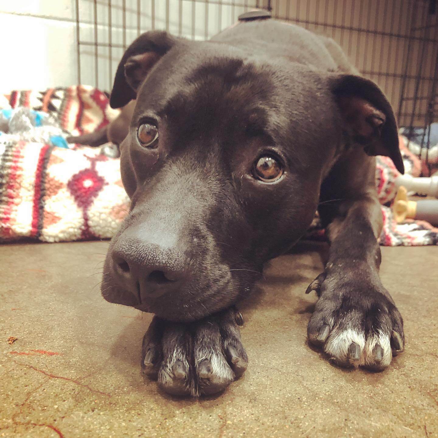 Sweet Oreo, patiently waiting at shelter for more than a year