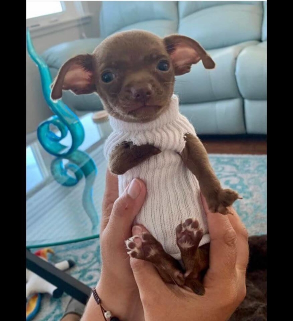 Tiny three-legged puppy ‘Chicken’ needs special home
