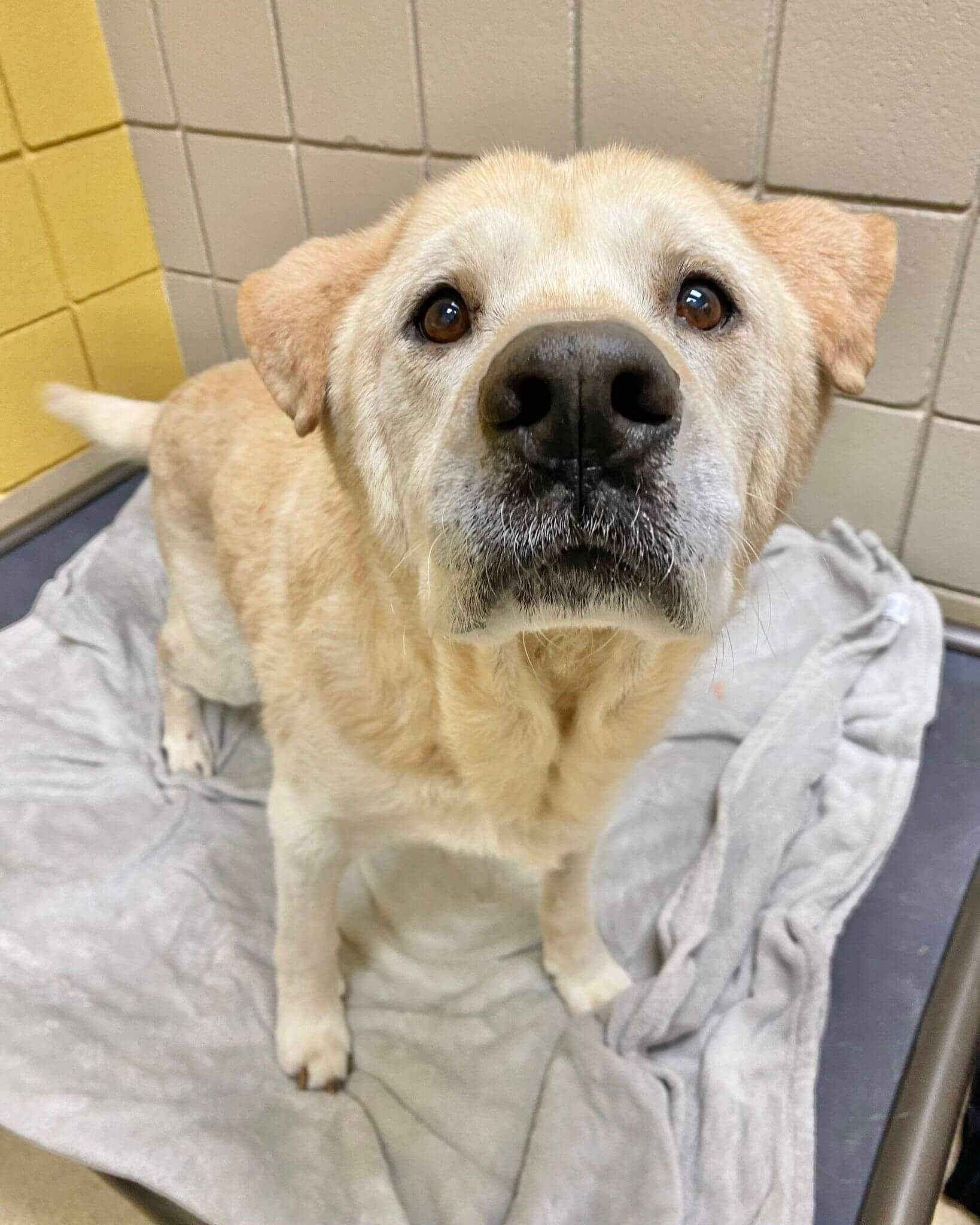 ‘Gentlest soul’ taken in at shelter when elderly owner could not care for him anymore