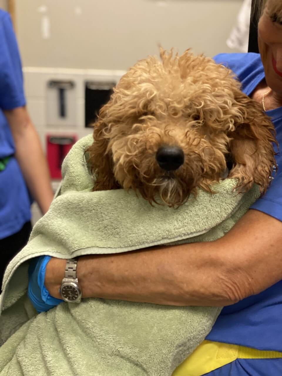 Shelter takes in ‘oodles of doodles’ from a puppy mill