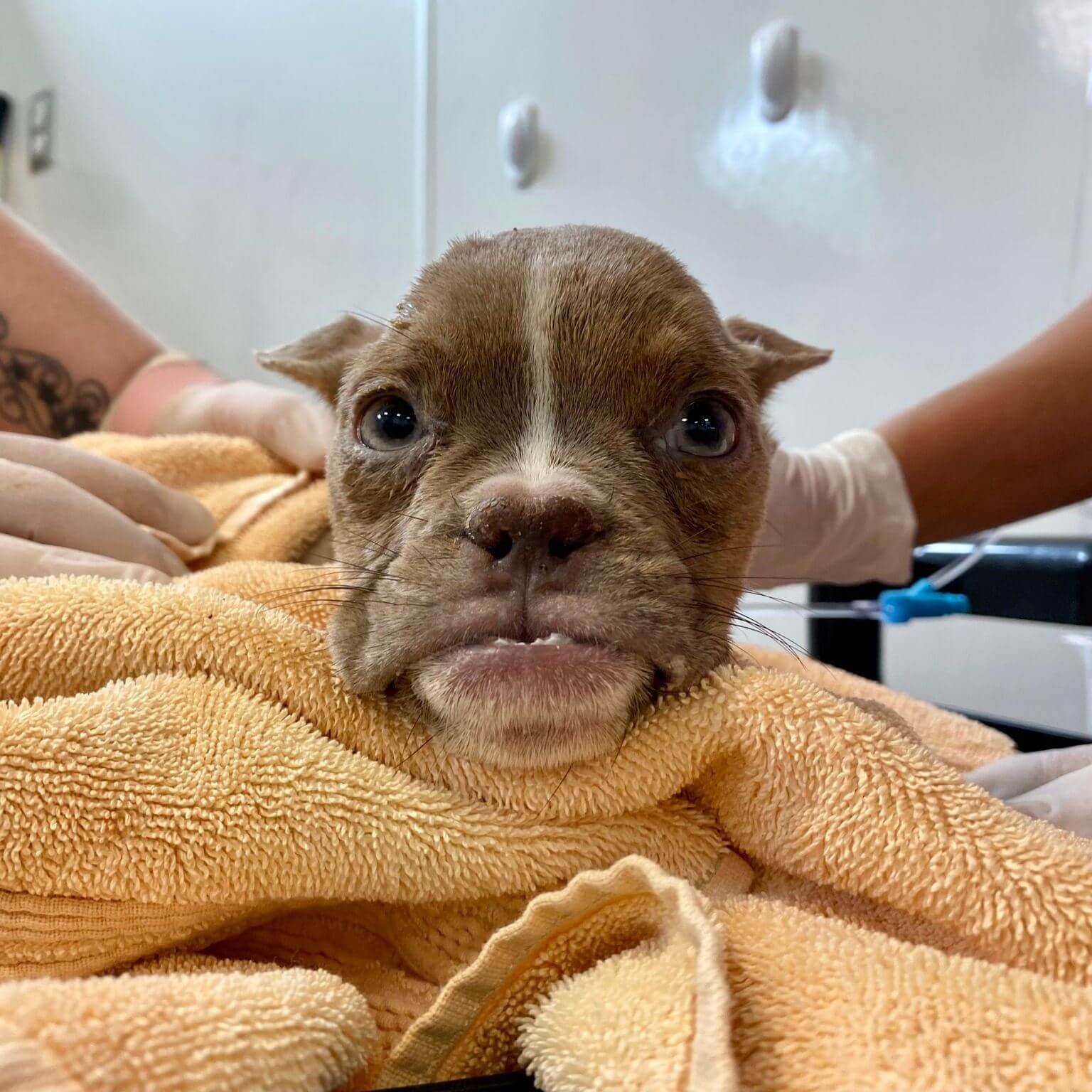 Emaciated puppy, clinging to life, found in gas station parking lot