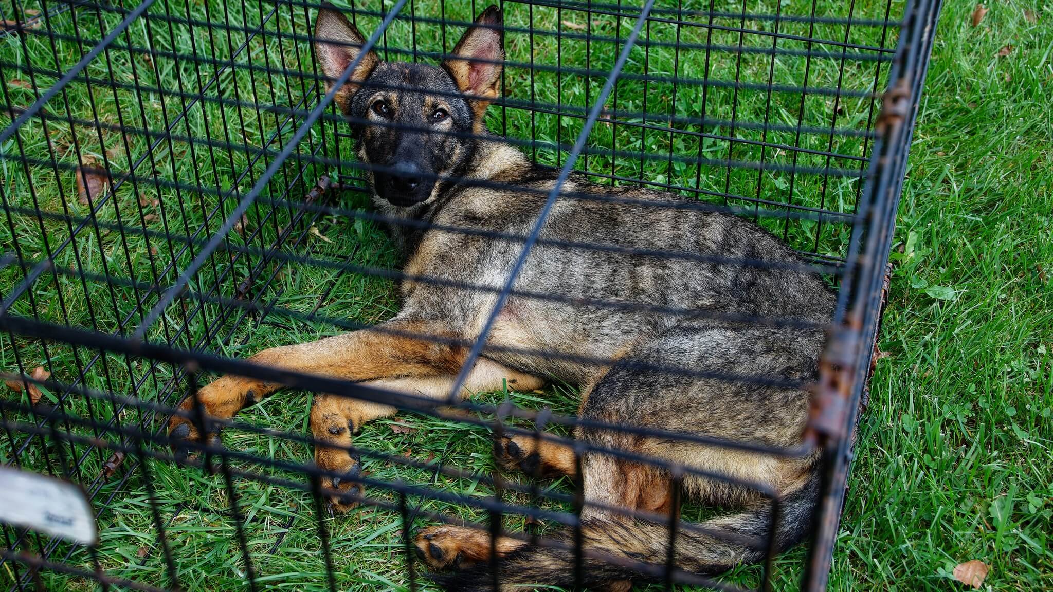 33 dogs saved from ‘worst conditions’ at suspected breeder property