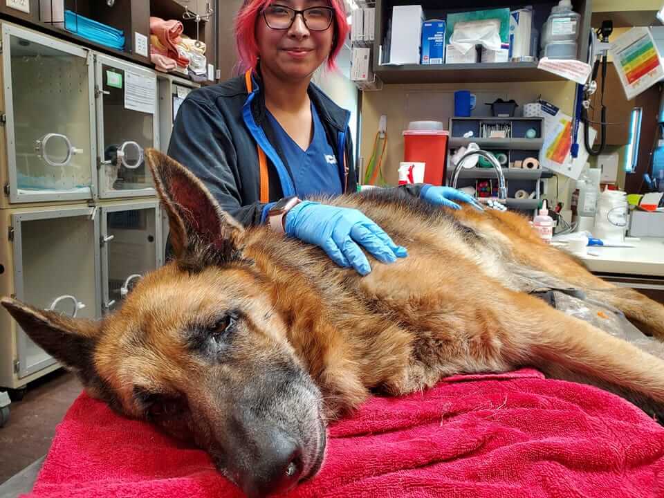 Rescue updates public about neglected, senior shepherd saved from euthanasia