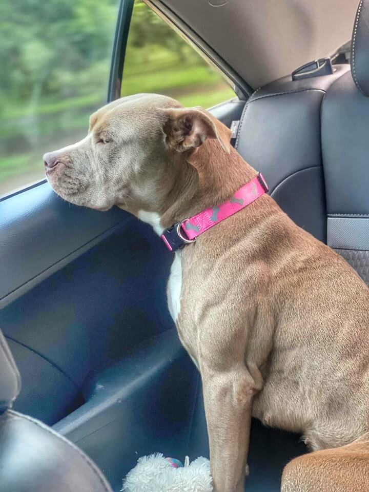 Family shocked to find stolen dog on urgent list at shelter, 8 months after she was taken