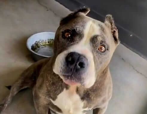Senior dog adopted a year ago is back at shelter after being confiscated from owner