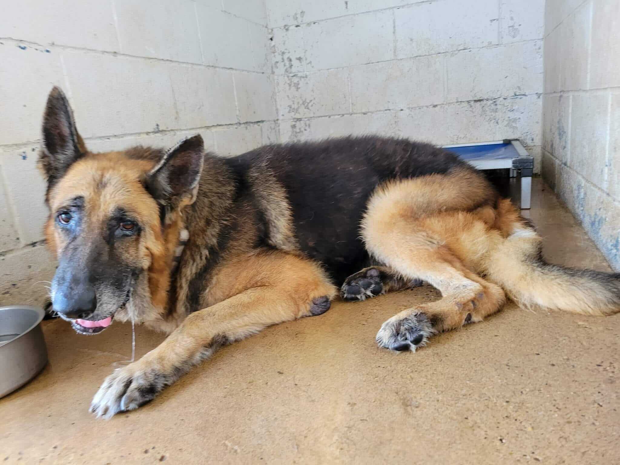 Elderly, ailing dog surrendered and put on ‘euthanasia’ list saved at the last minute