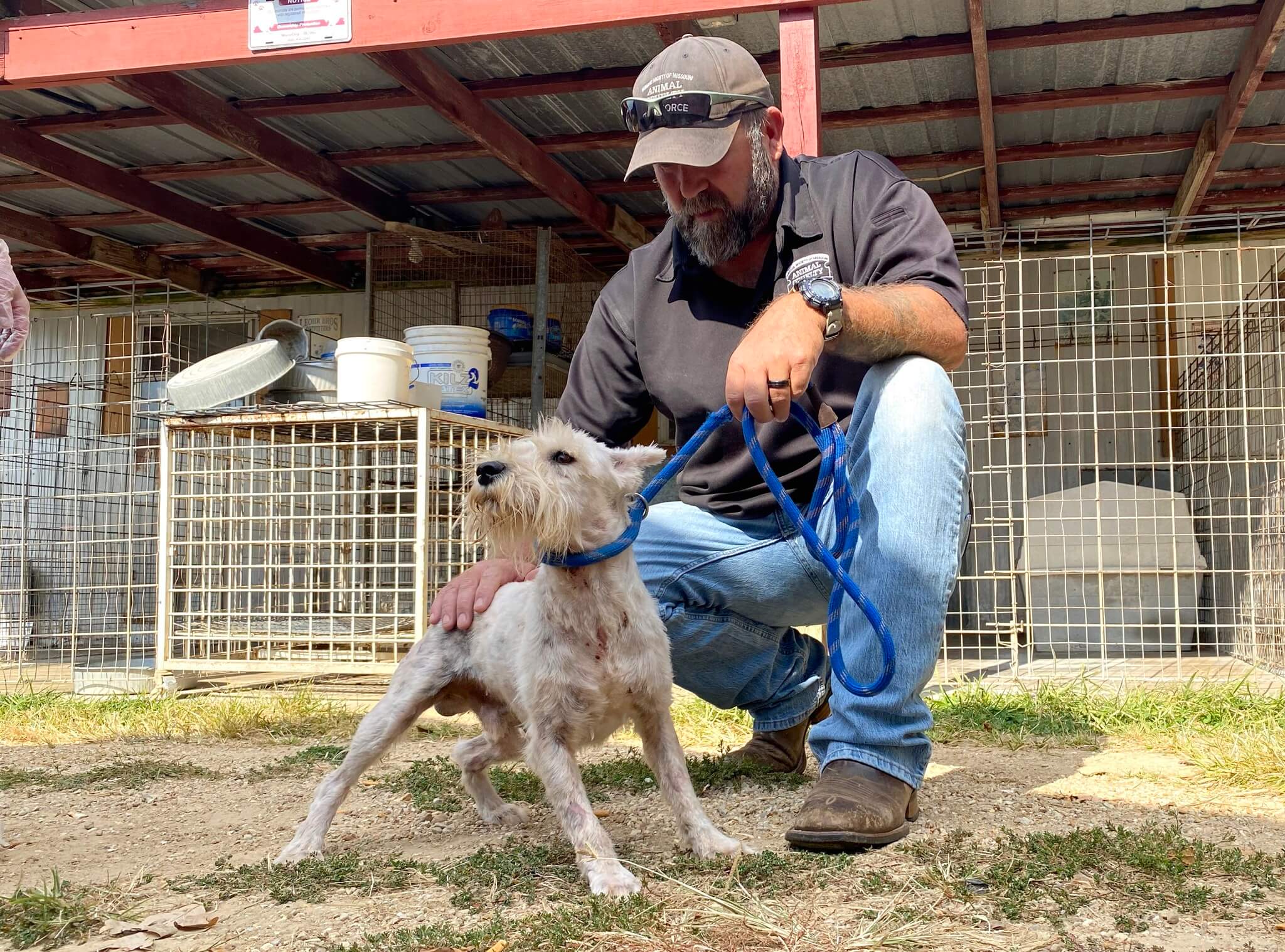 Dogs get second chance after being rescued from breeder who has been on ‘Horrible 100’ list