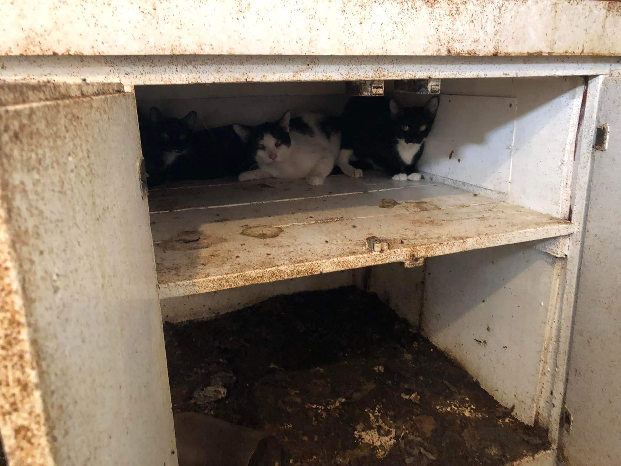 Dozens of cats and dogs rescued from home littered with feces, maggots and urine