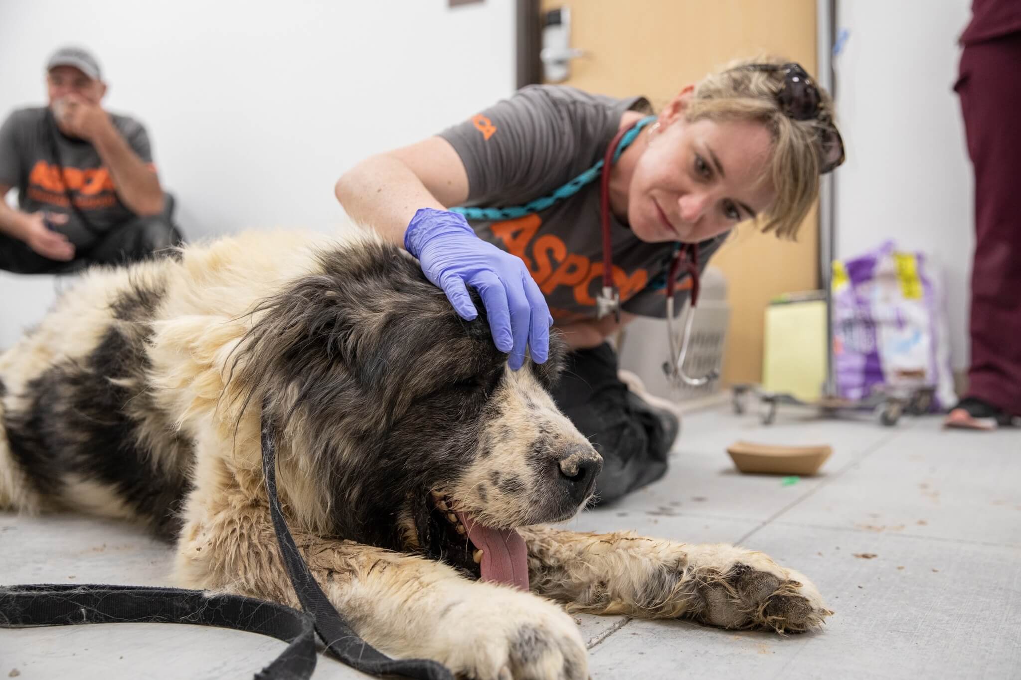 Hundreds of dogs rescued from horrible conditions have a bright future