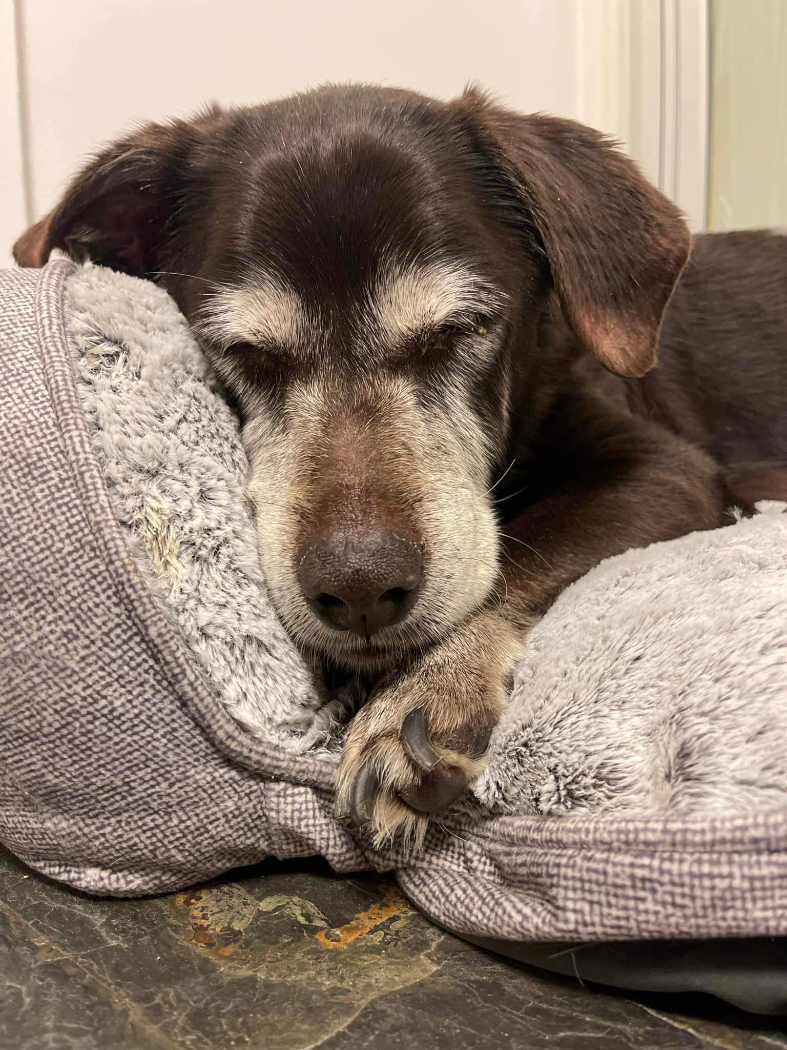 22-year-old stray taken in at shelter, owners told city he was ‘deceased’