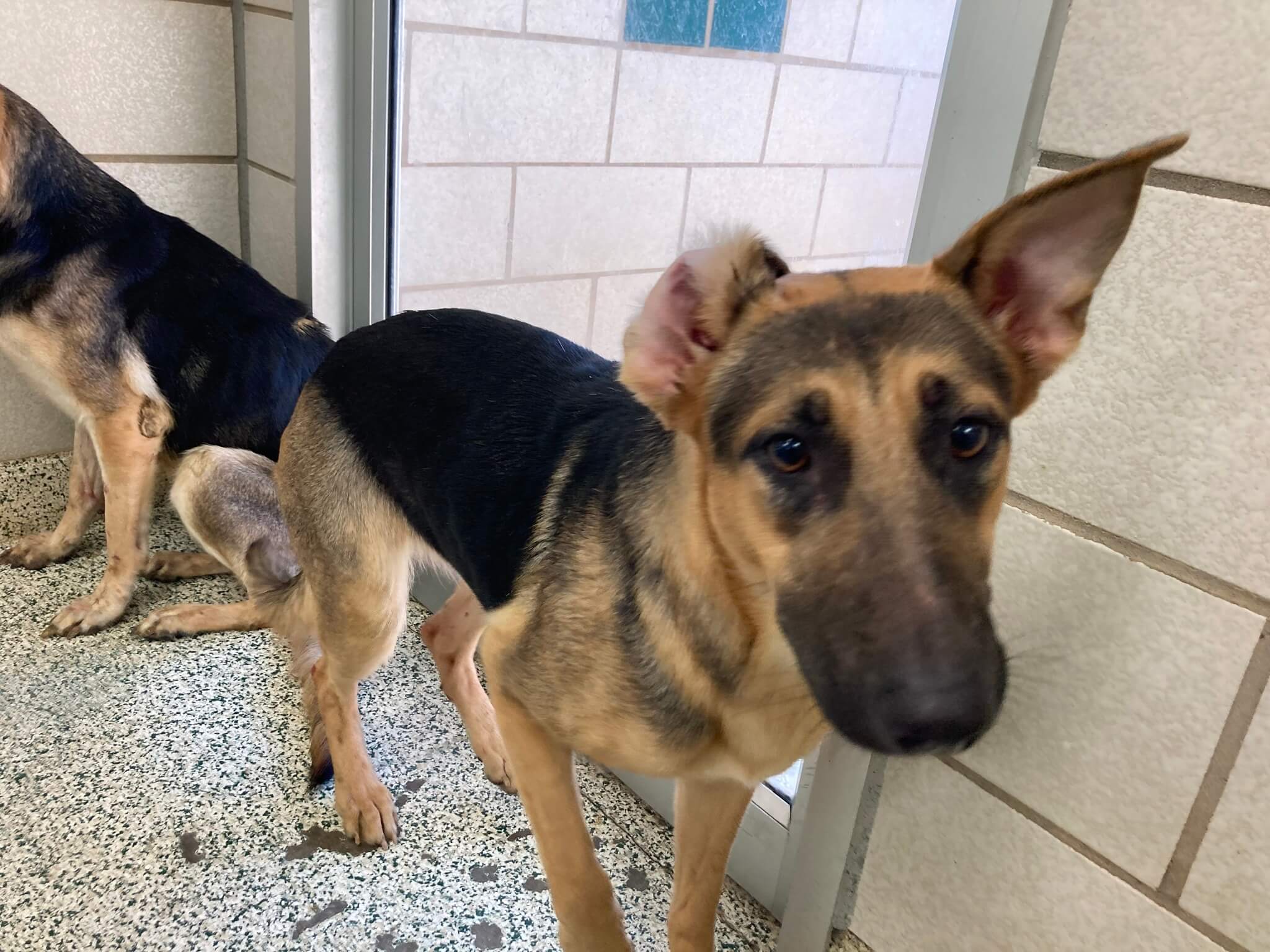 27 German shepherds rescued from elderly person who got overwhelmed