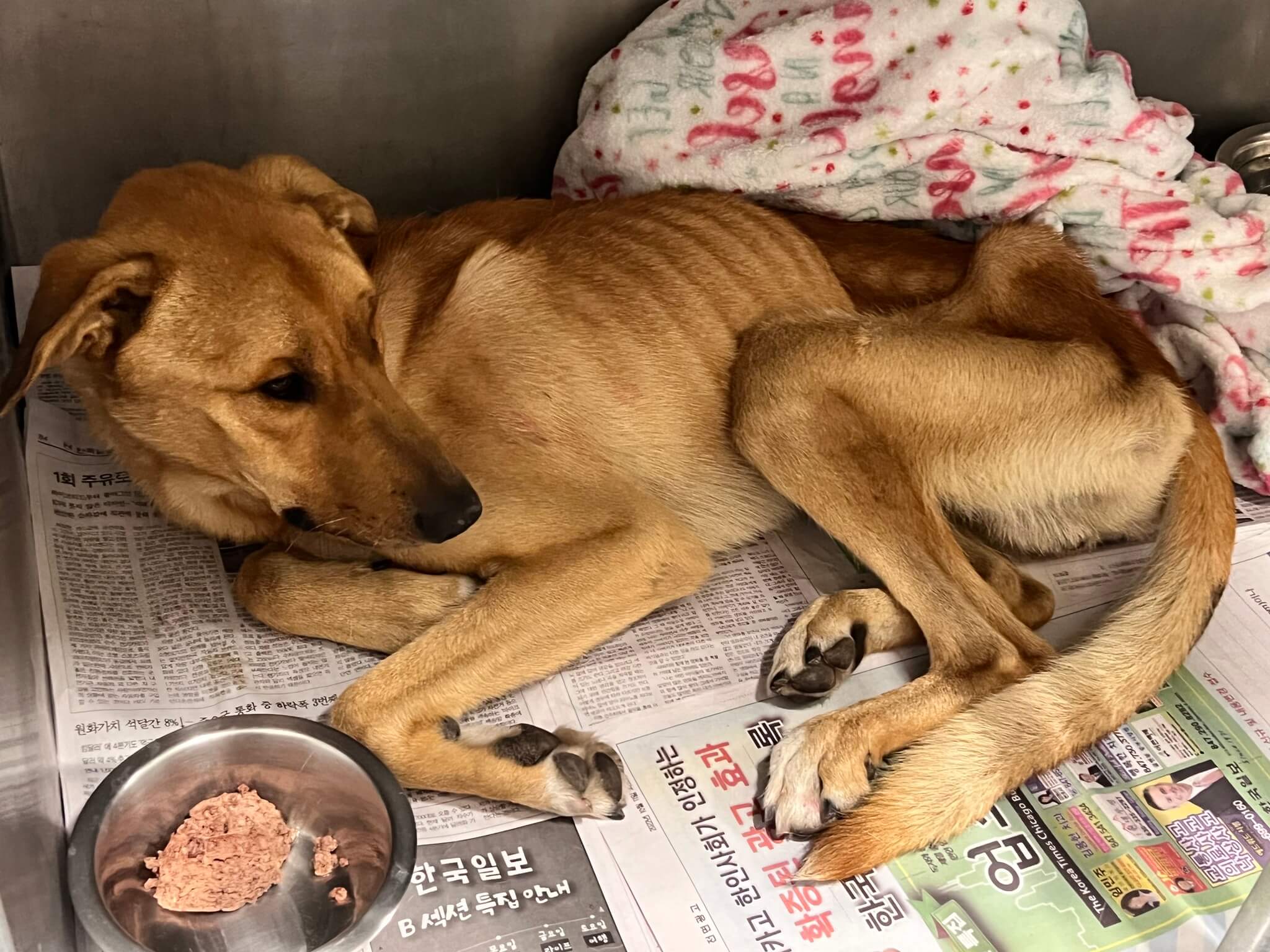 Skeletal dog was found on sidewalk, too weak to walk