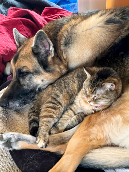 Bonded, senior friends taken in by shelter after owner is hospitalized