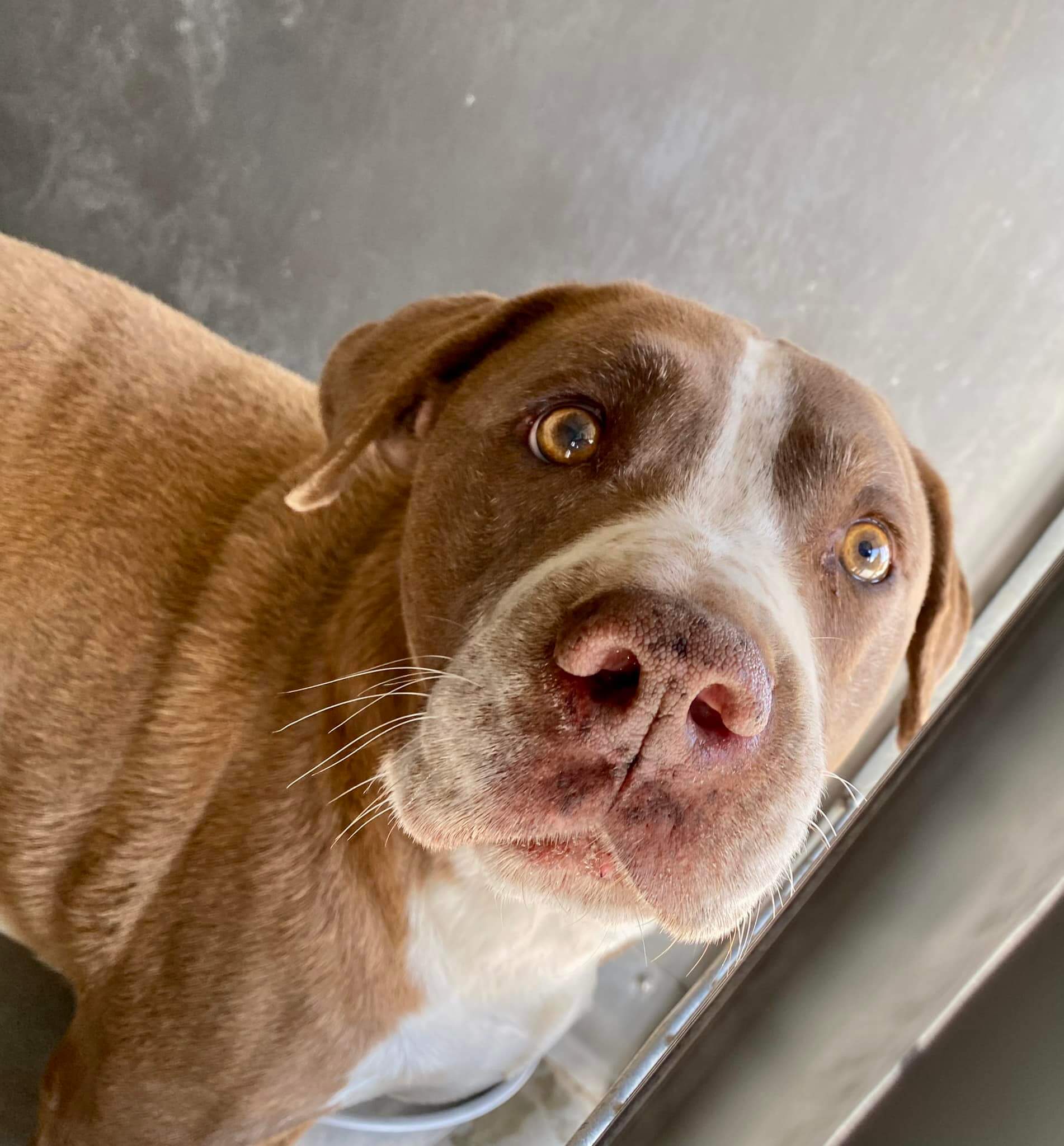 ‘Full of life’ senior dog has euthanasia date set