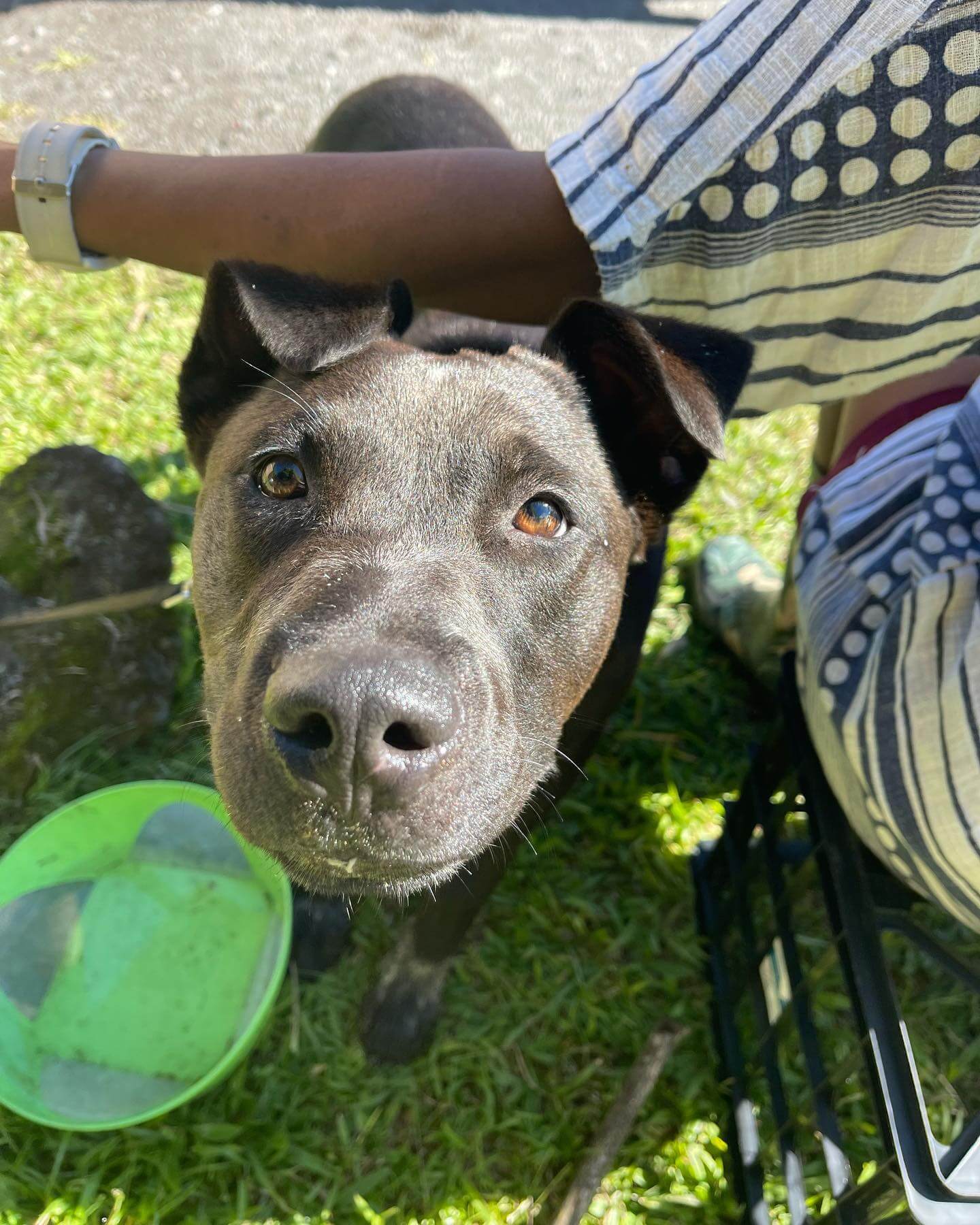 Dog safe after someone abandoned her with a note