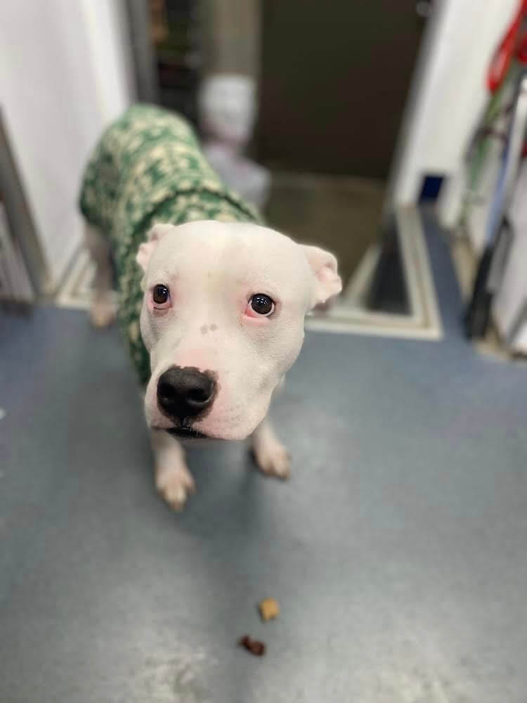 Dog abandoned after hours outside shelter in below freezing temps