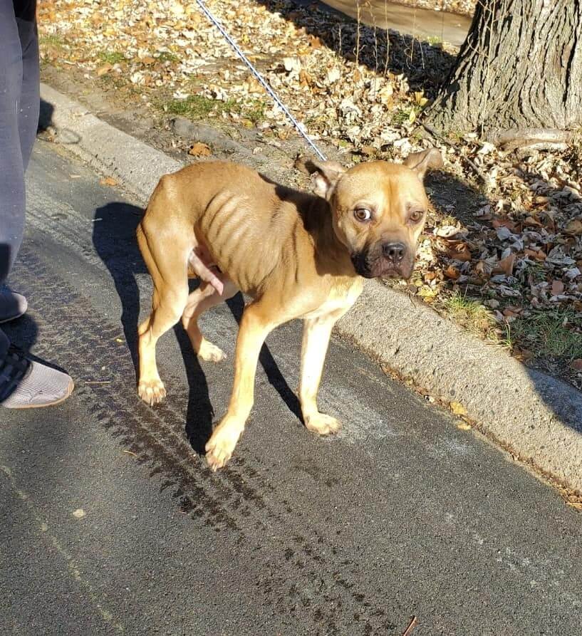 Dog rescued after his family moved away, abandoning him in the cold