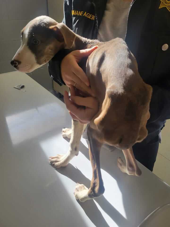Humane agents remove ‘skin and bones’ puppy from home